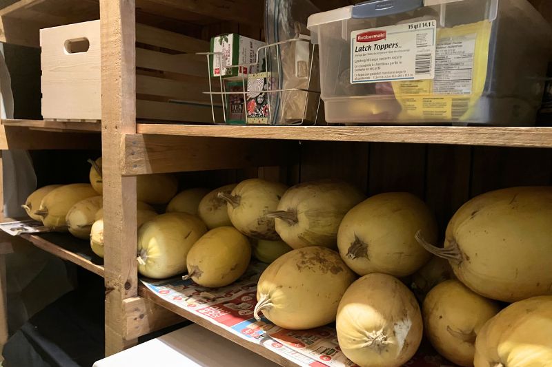 A row of spaghetti squash on wooden shelving