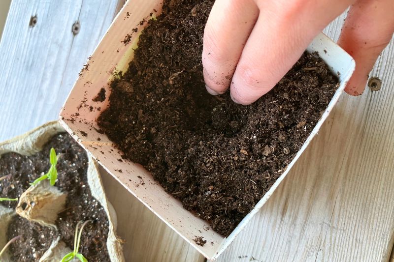 Two fingers digging a hole in a pot filled with potting soil with green seedlings on the side