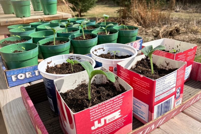 Butternut squash and tomato seedlings in pots