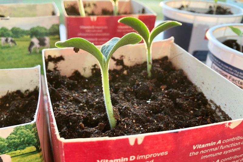 Two butternut squash seedlings sprouting in a potting container made from a milk carton