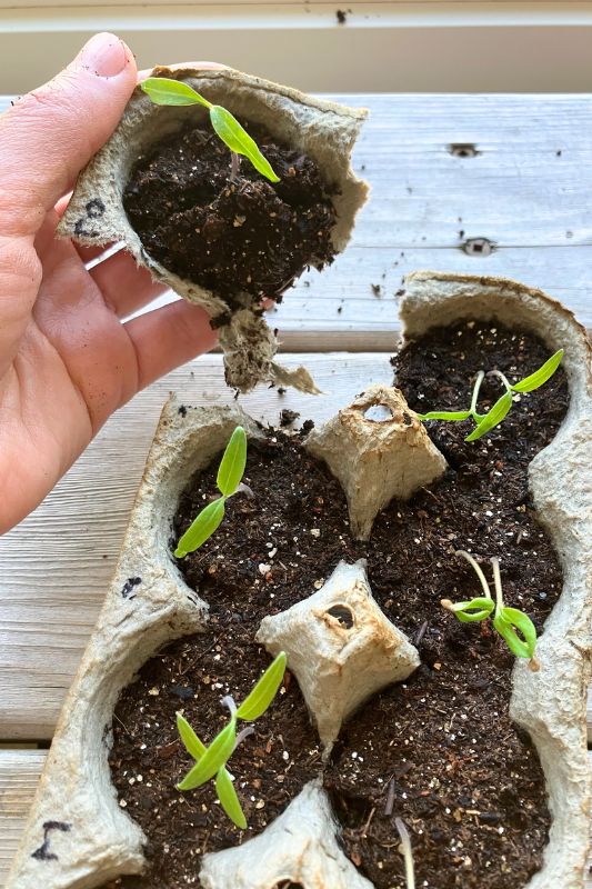 Hand picking up seedling started in egg carton tray