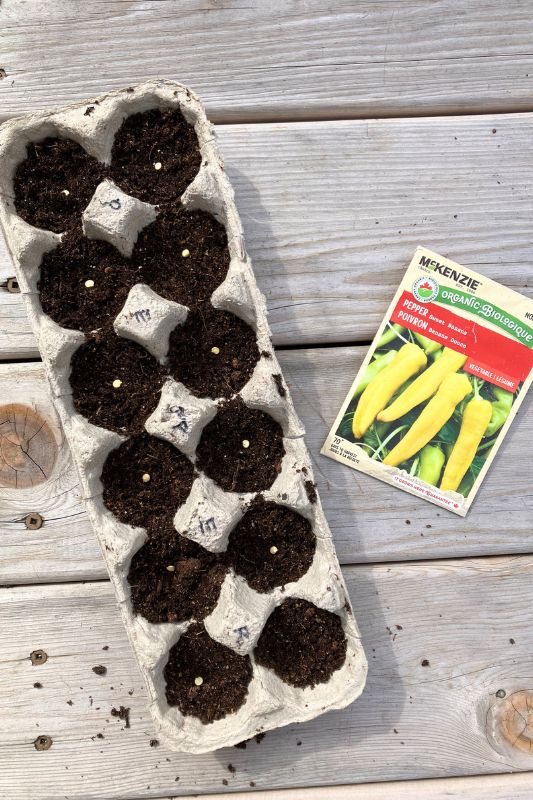 Sweet banana pepper seeds in an egg carton filled with potting soil