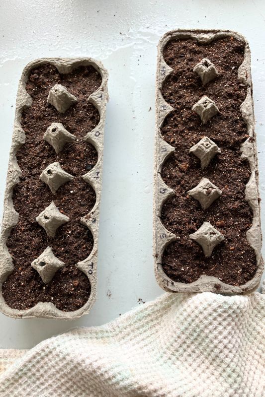Tomato and butternut squash seeds planted in two egg cartons