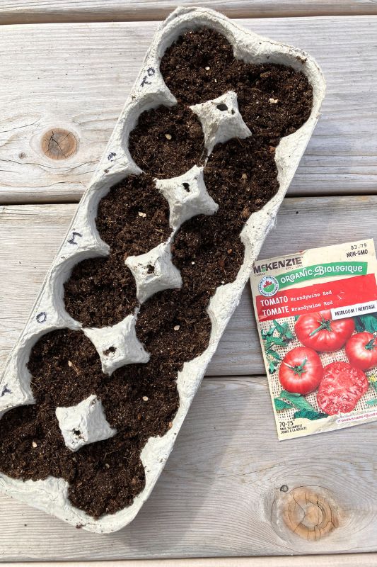 Brandywine Red Tomato seeds in an egg carton filled with potting soil