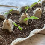 Tomato seedlings sprouting in an egg carton