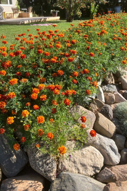 Border of marigold flowers with some deck furniture in the background