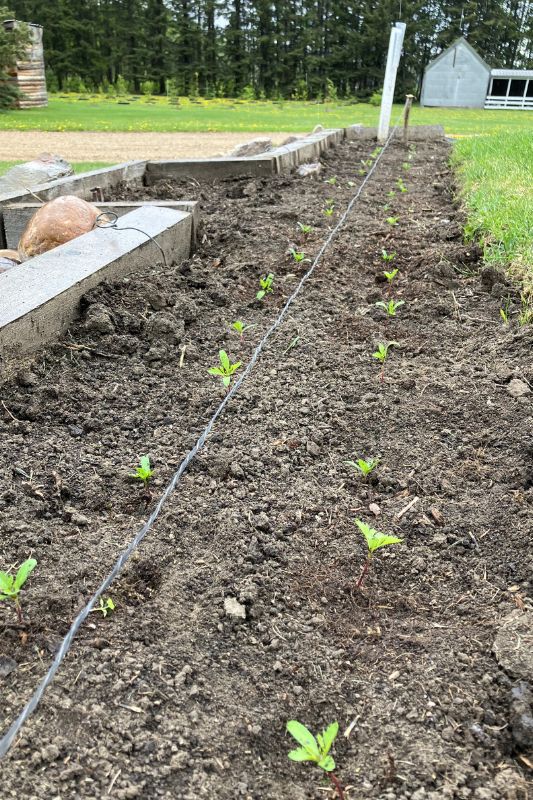 Two rows of marigold seedlings planted in a bed