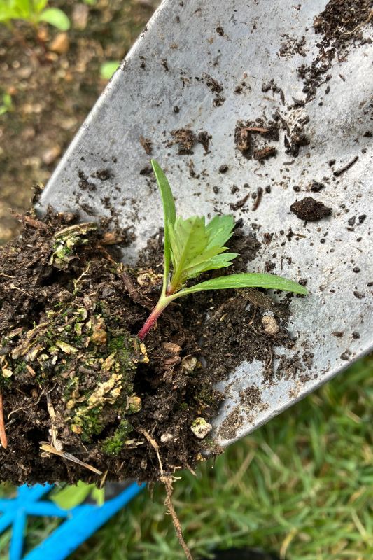 A marigold seedling held by a gardening trowel