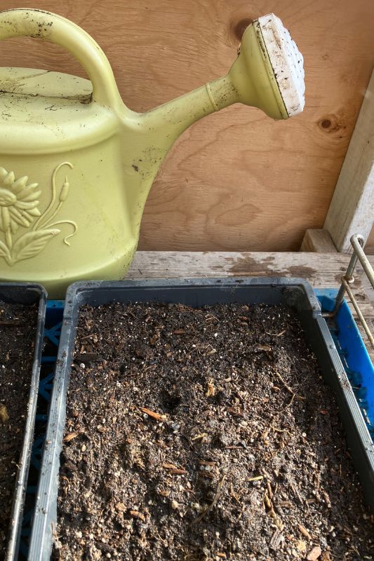 A green watering can resting behind two seed trays
