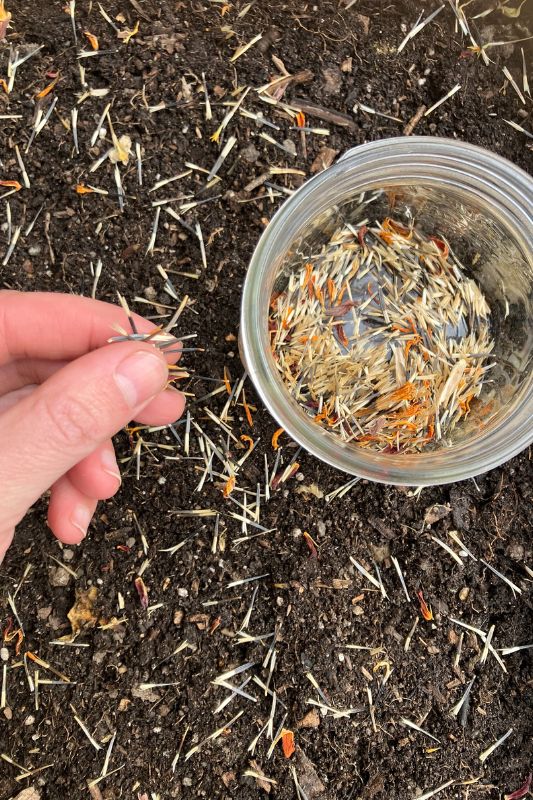 A single hand scattering marigold seeds across soil