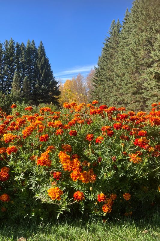Marigold border with spruce trees and poplars starting to turn yellow against a blue sky