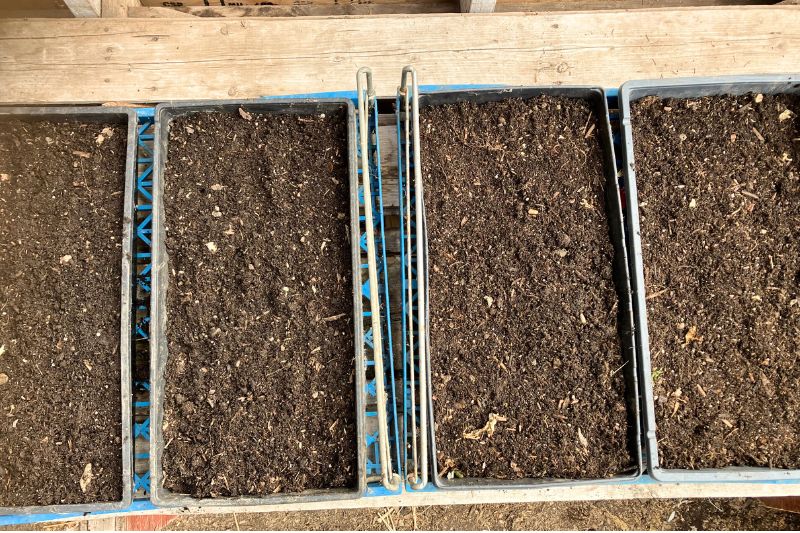 Four seed trays filled with potting soil